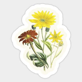 Summer Flowers Vintage Botanical Illustration Sticker